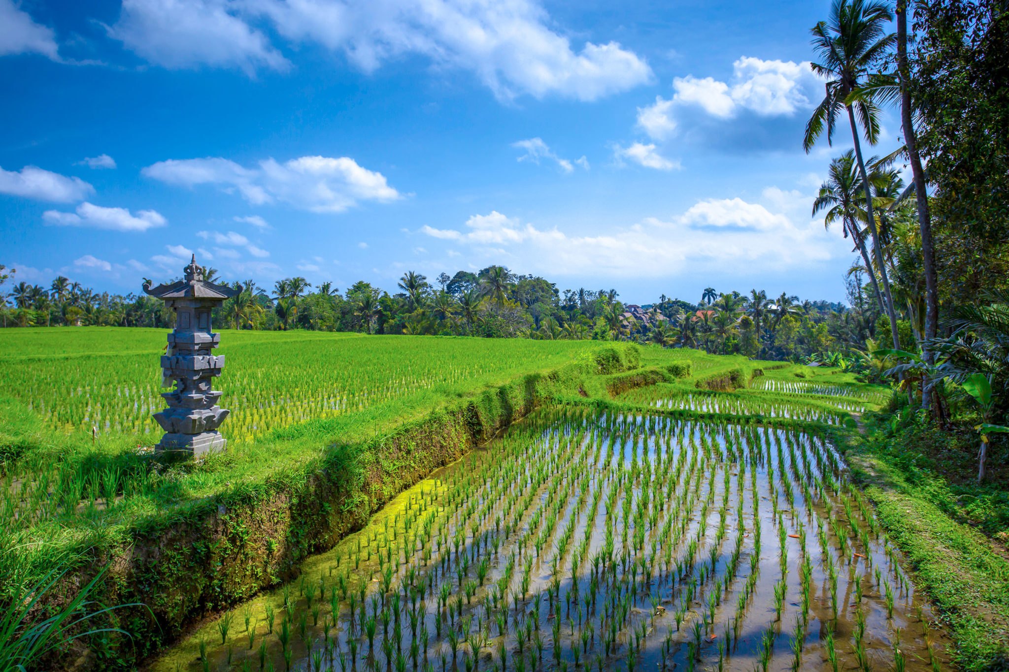 rice field around the ayung resort ubud